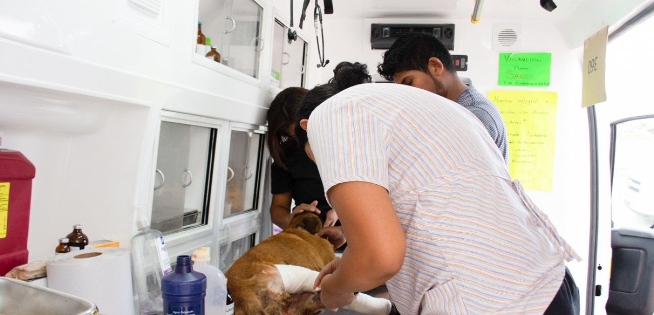 Ambudog continúa ofreciendo atención integral para animales de compañía