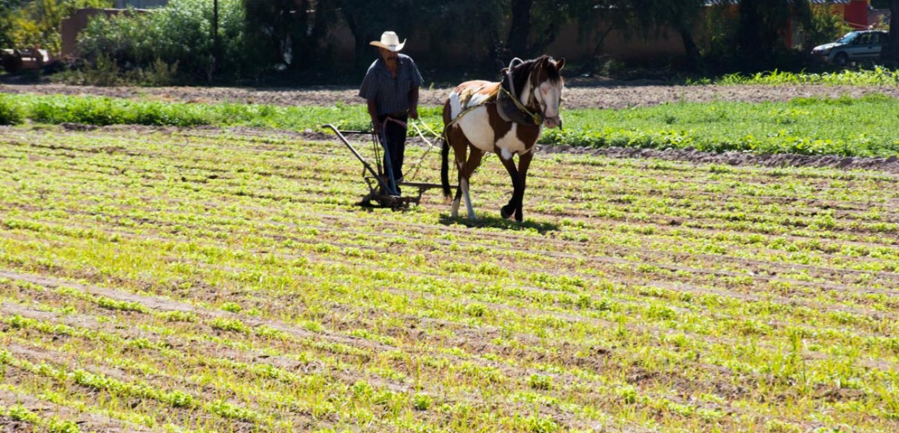 Ayuntamiento de Soledad impulsa proyectos de desarrollo sustentable en el campo