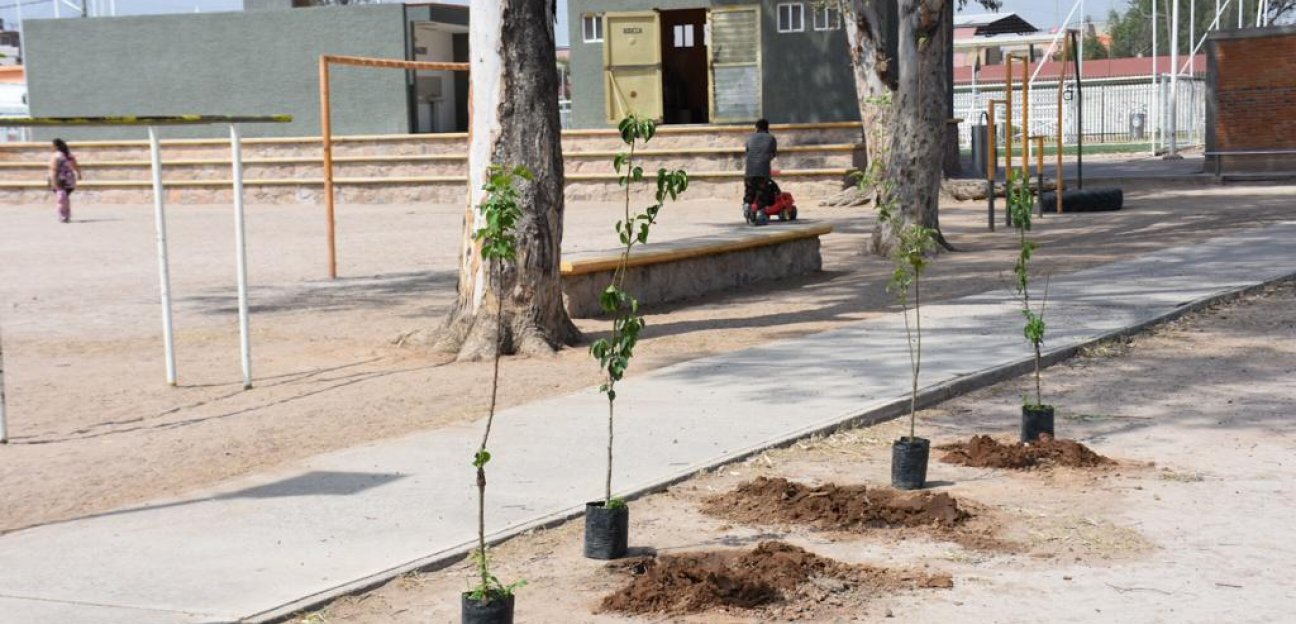 Ecología de Soledad anuncia que donará 400 árboles frutales