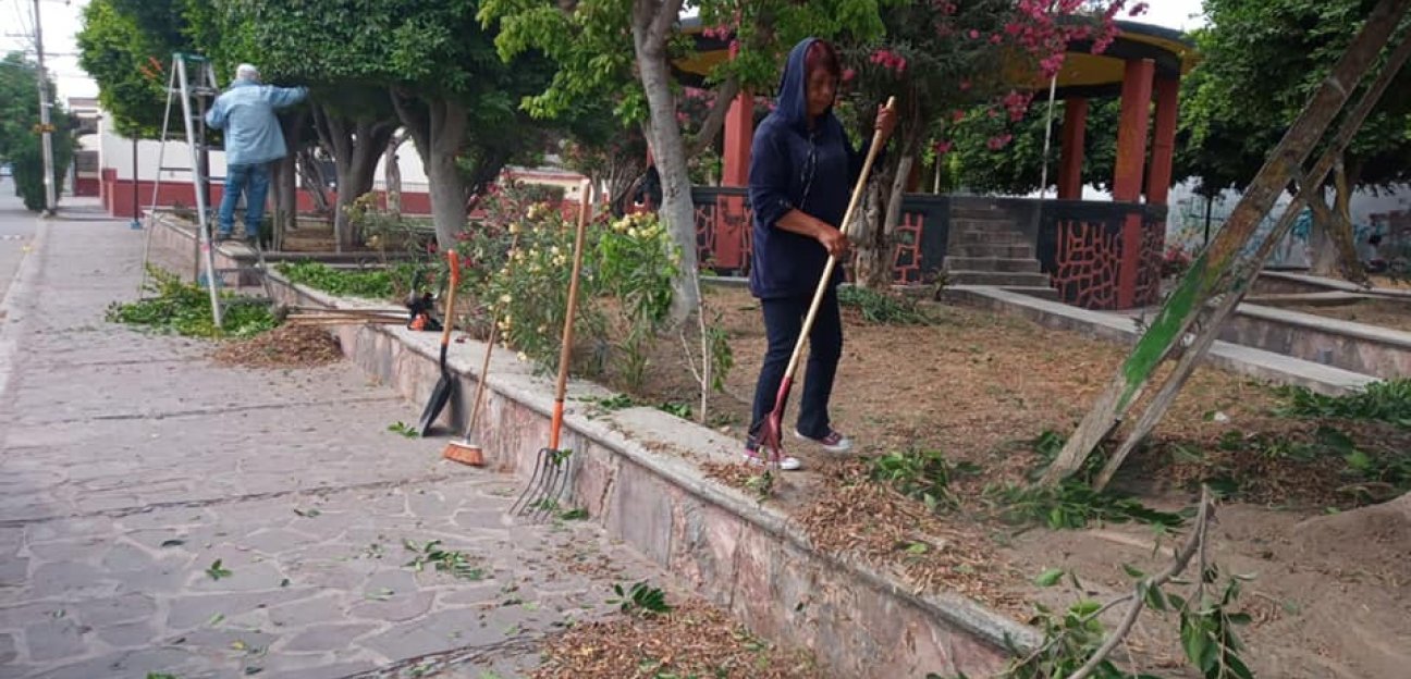 Servicios Municipales de Soledad atiende permanentemente retiro de árboles caídos