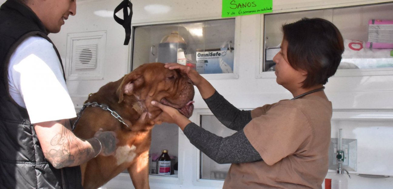 Ambudog ha otorgado más de 3 mil servicios en lo que va del año 