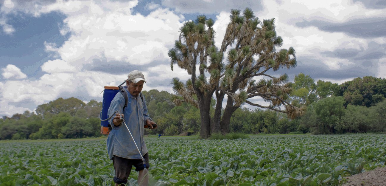 Lluvias traen grande beneficios para el campo: Gerardo Mota
