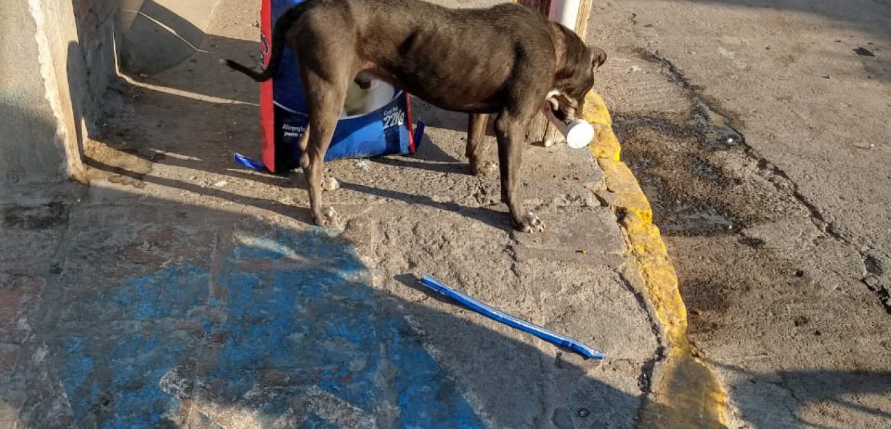 Programa COMEDOG en Soledad brinda ayuda a perros en situación de calle