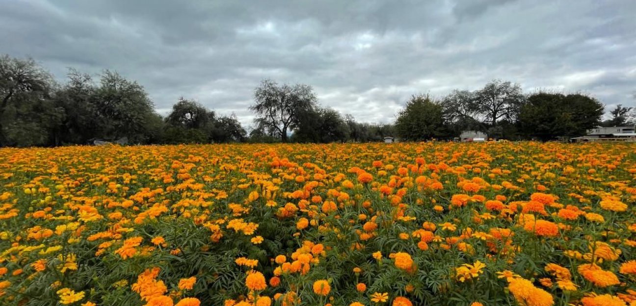 Soledad, gran exportador de flor de cempasúchitl