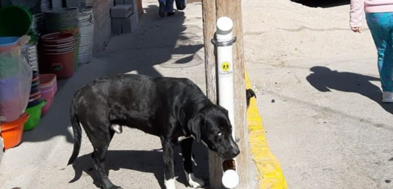 El Soledad de Graciano Sánchez se mantiene activa la operación de los Comedog