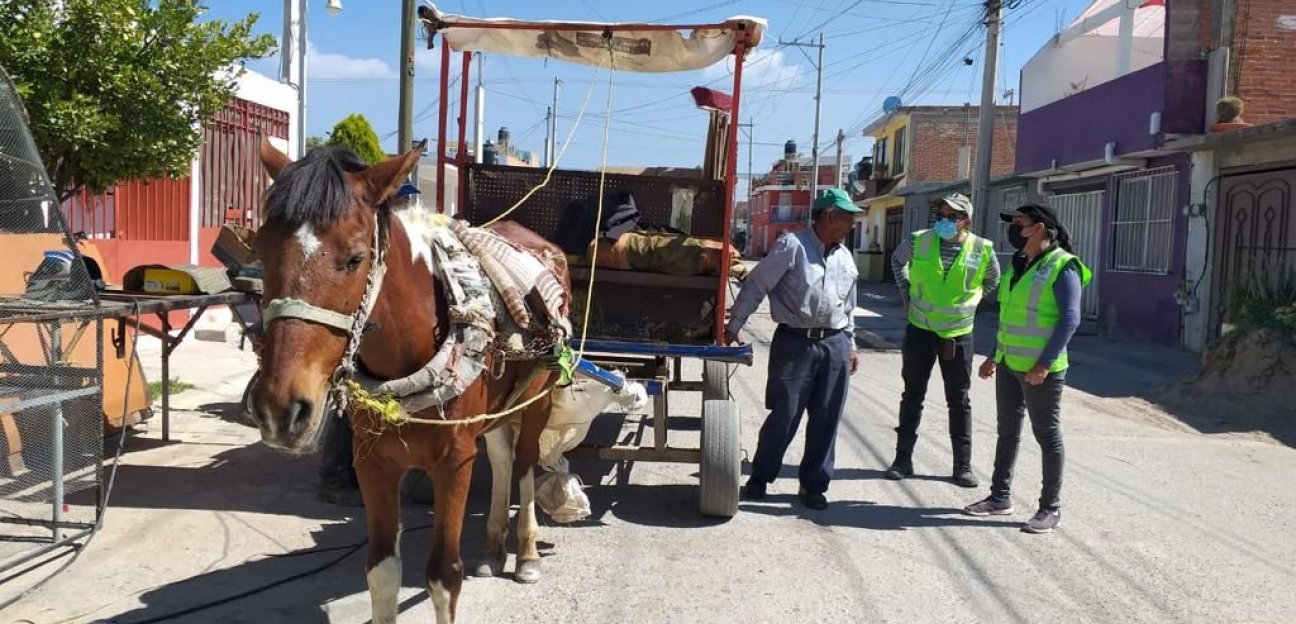 Se refuerzan operativos para detectar vehículos de tracción animal en calles y avenidas de Soledad de Graciano Sánchez