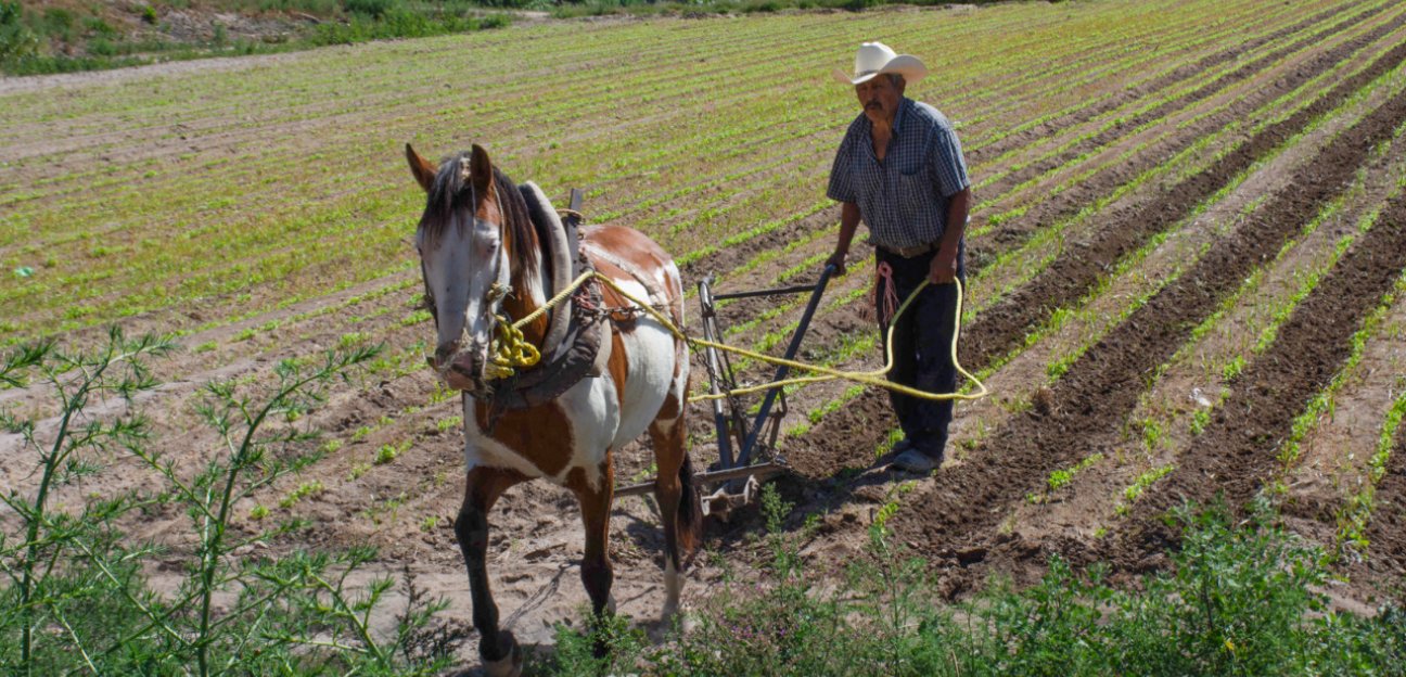 Ayuntamiento de Soledad preparado para apoyar a productores afectados por la sequía