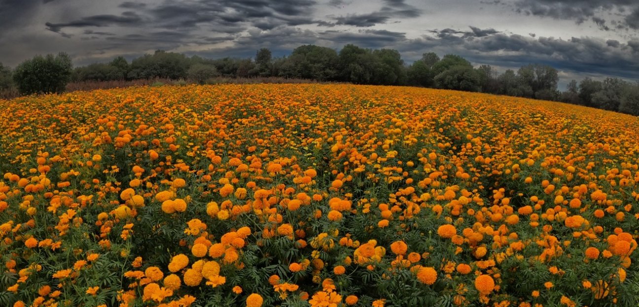 Soledad se mantiene como uno de los principales productores de flor de cempasúchil
