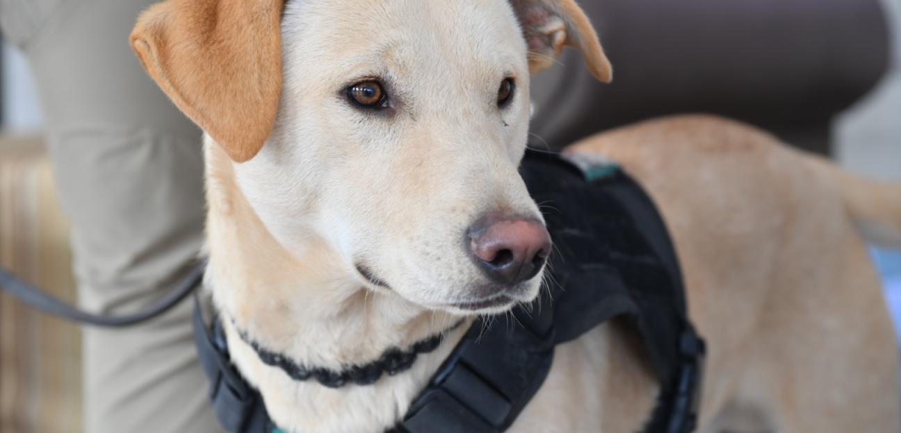Warrior, el cachorro policía en Soledad que recibe a paisanos